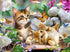 Kittens, Flowers & Butterflies